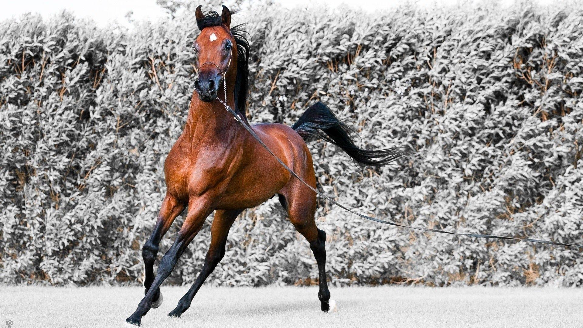 1920x1080 High Resolution Arabian Horse Desktop Wallpaper
