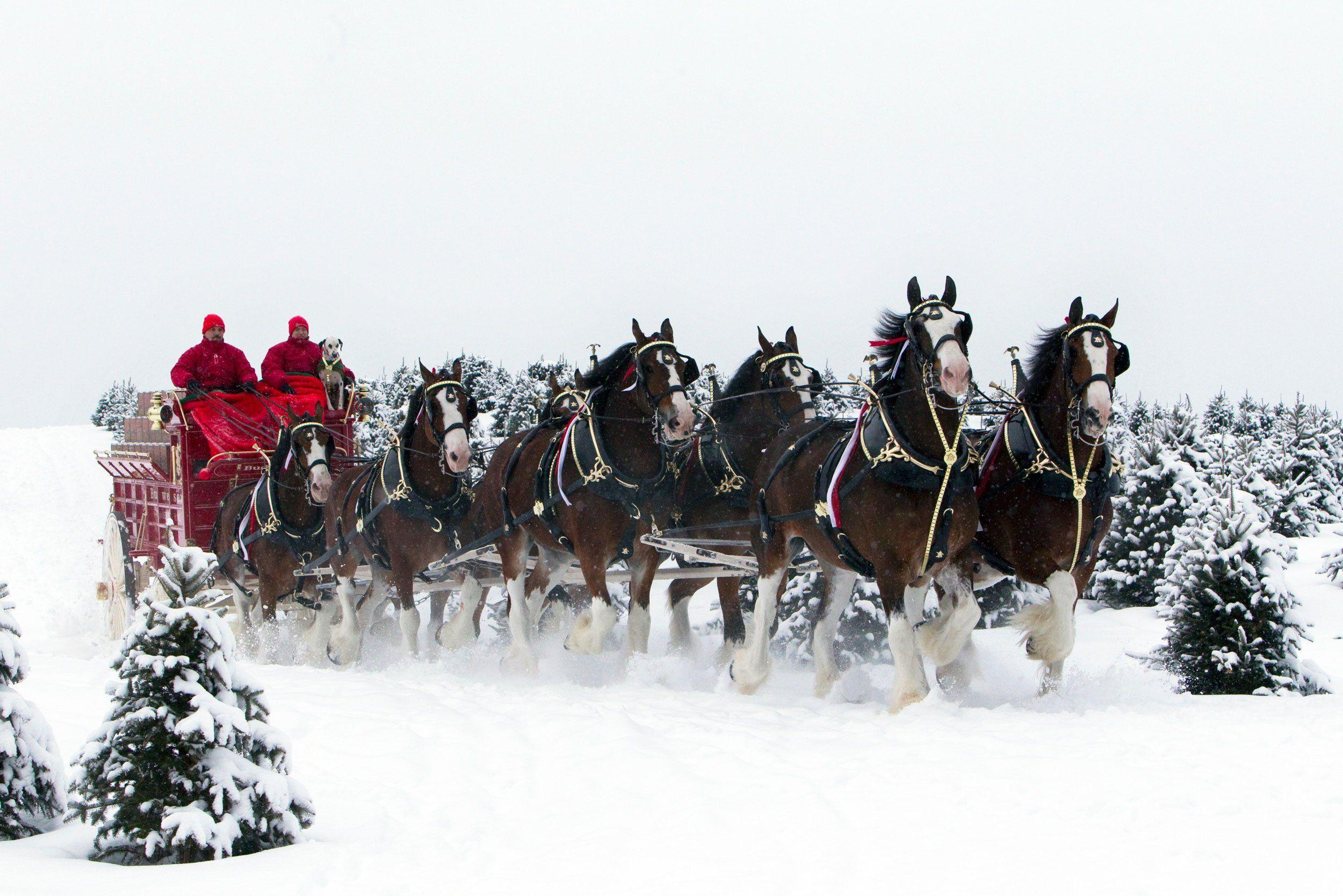 2500x1667 Beer alcohol drink poster horse horses christmas winter snow