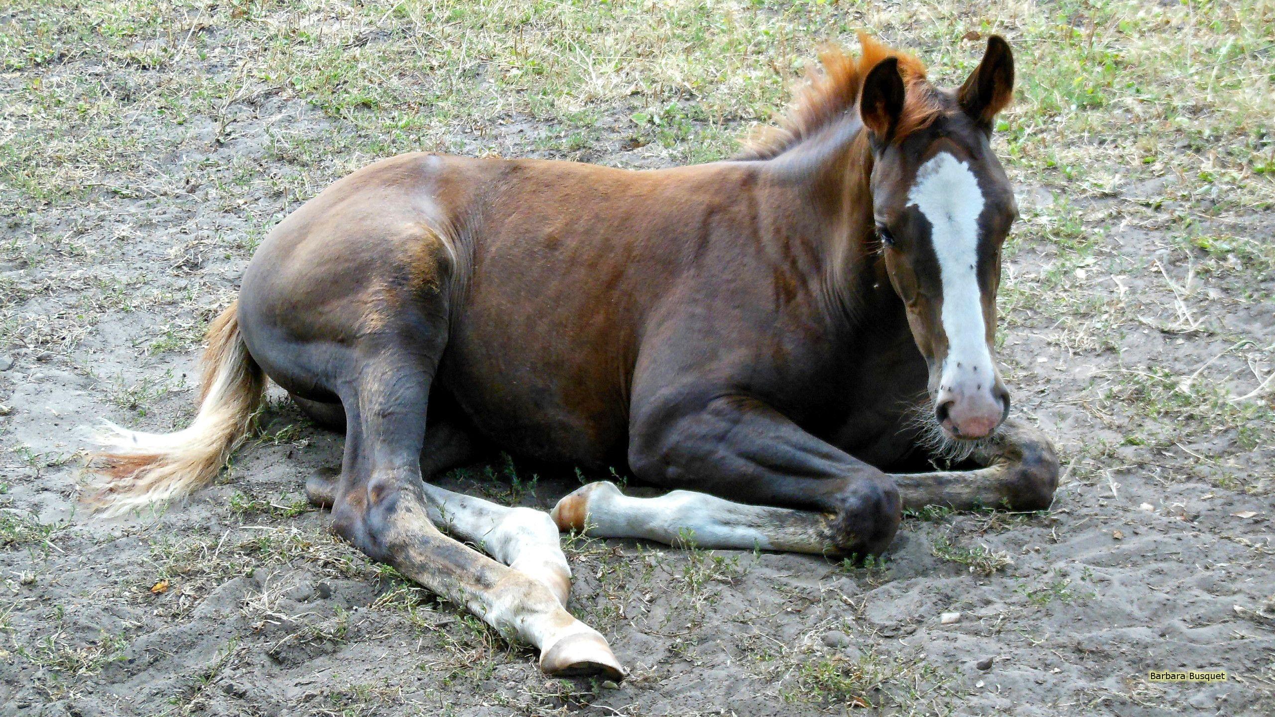 2560x1440 HD Horse Wallpaper's HD Wallpaper