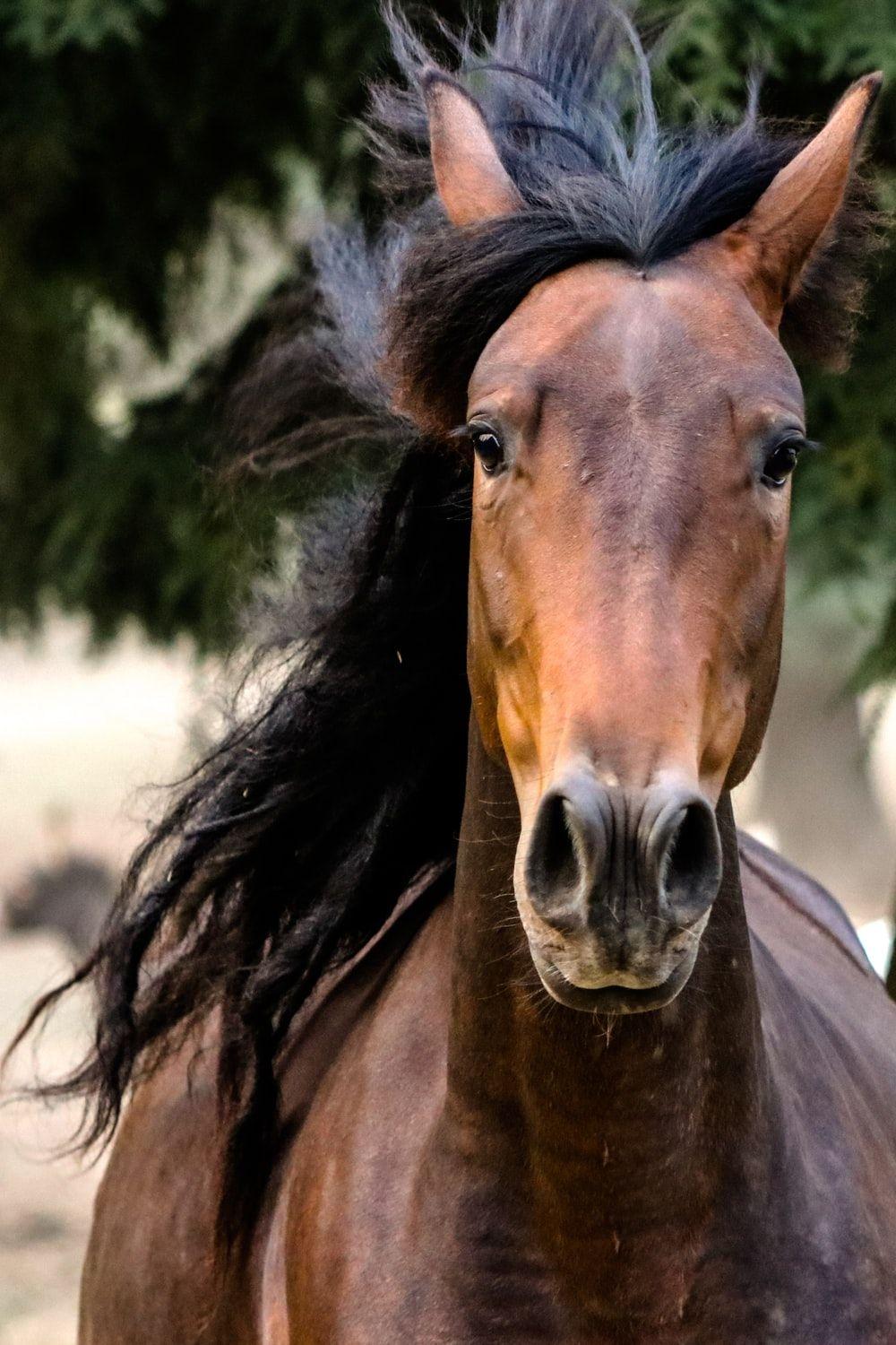 1000x1500 Horse Picture [HQ]. Download Free Image