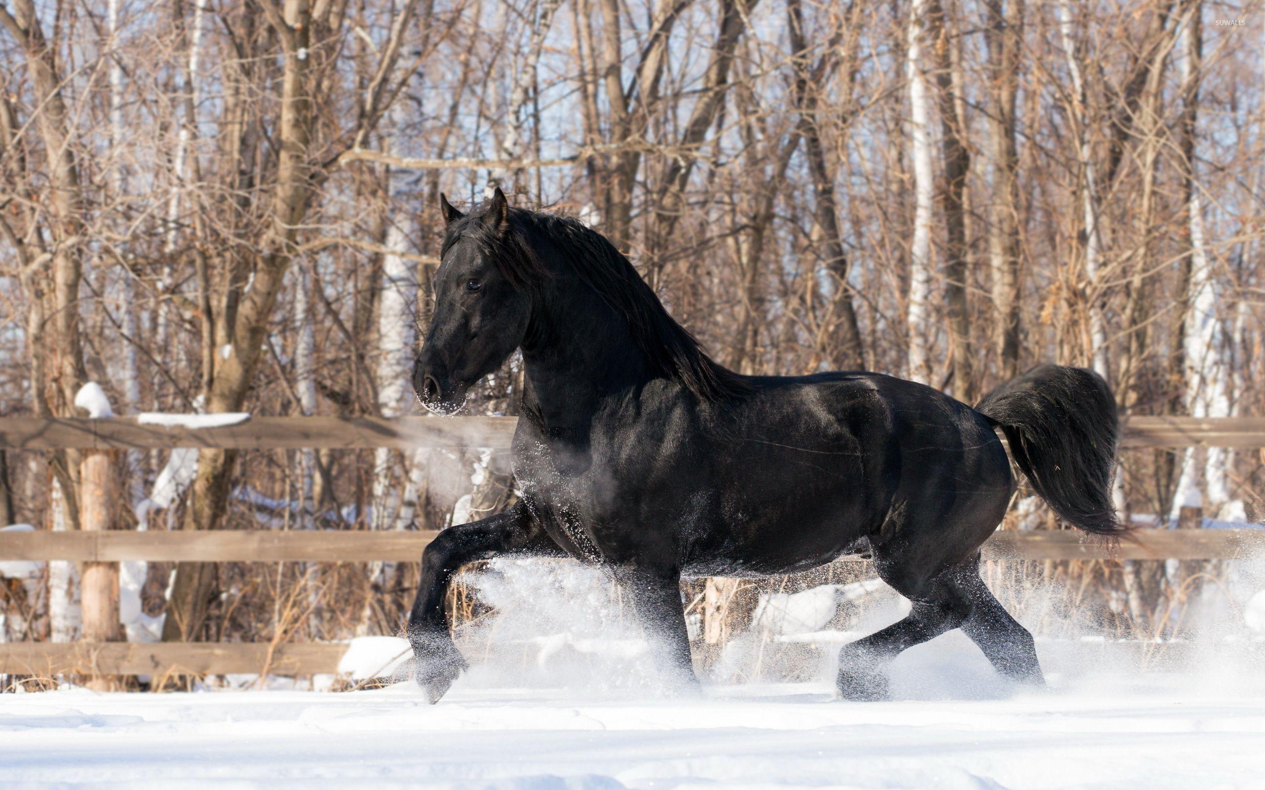 2560x1600 Black horse in the snow wallpaper wallpaper