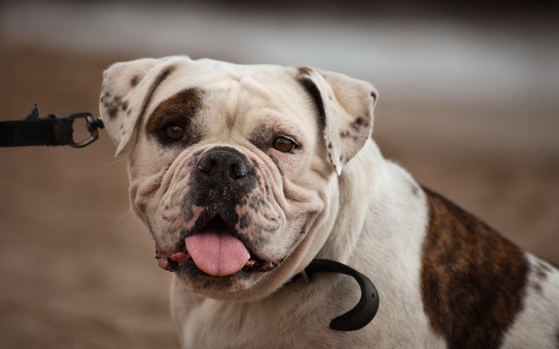 1920x1200 American Bulldog HD