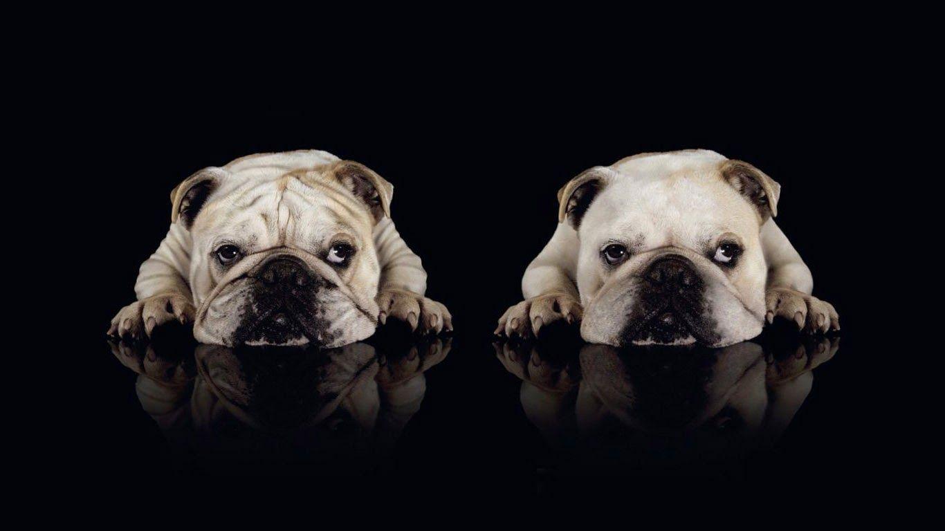 1366x768 HD Wall Wallpaper: American Bulldog HD Wall Wallpaper