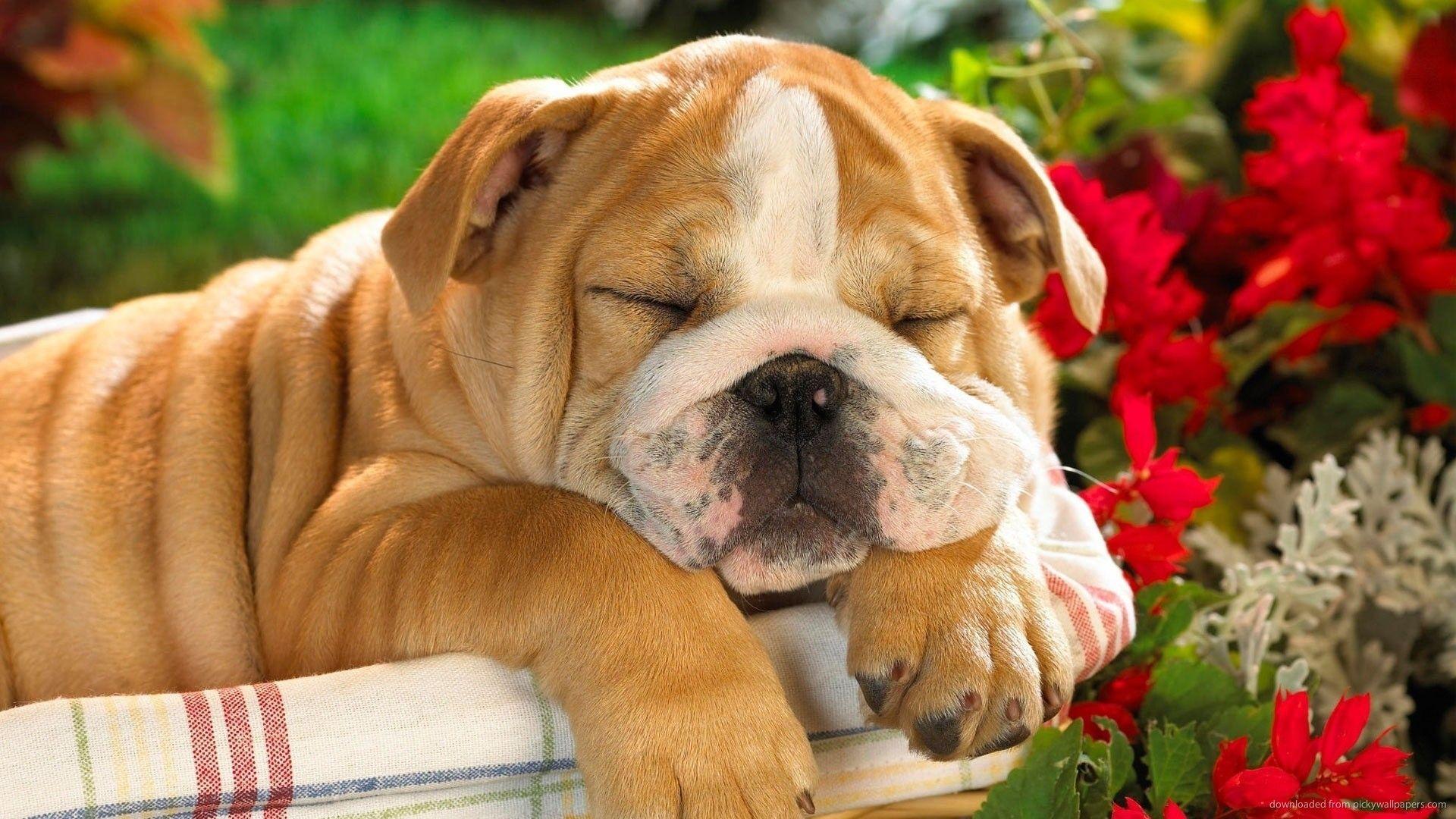 1920x1080 Cute Bulldog Wallpaper