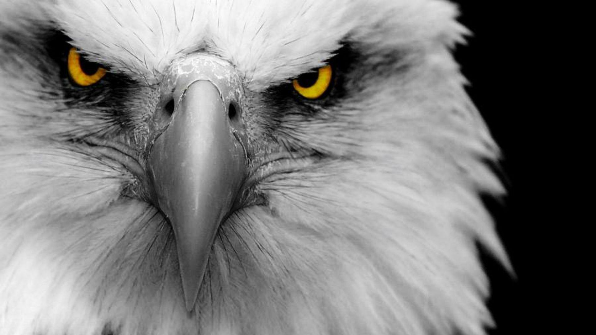 Eagles 4K Ultra HD Wallpapers - Top Free Eagles 4K Ultra HD Backgrounds