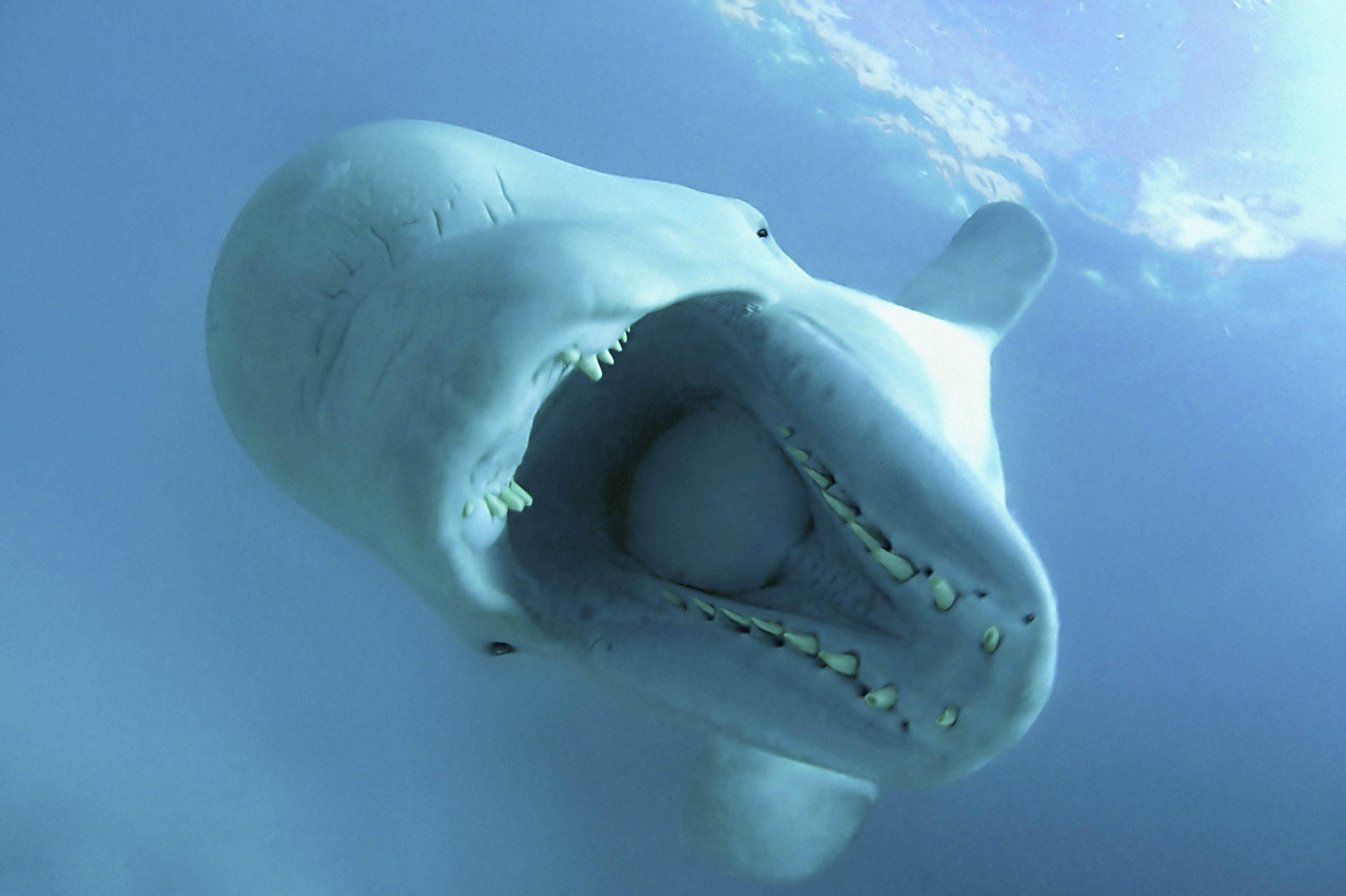 4600x3066 Beluga Whale Desktop Pics Wallpaper 12157