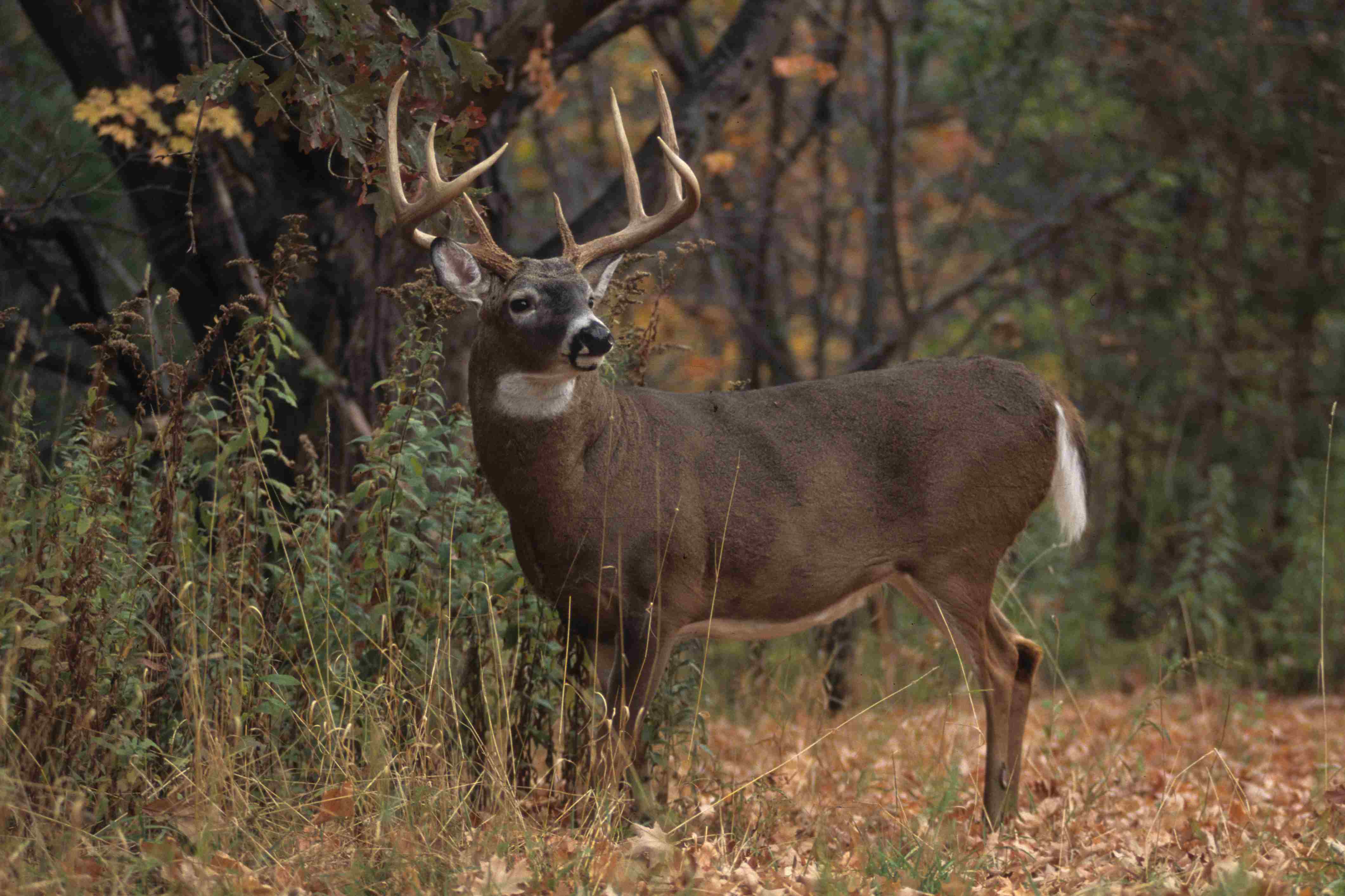 Whitetail Deer Pictures