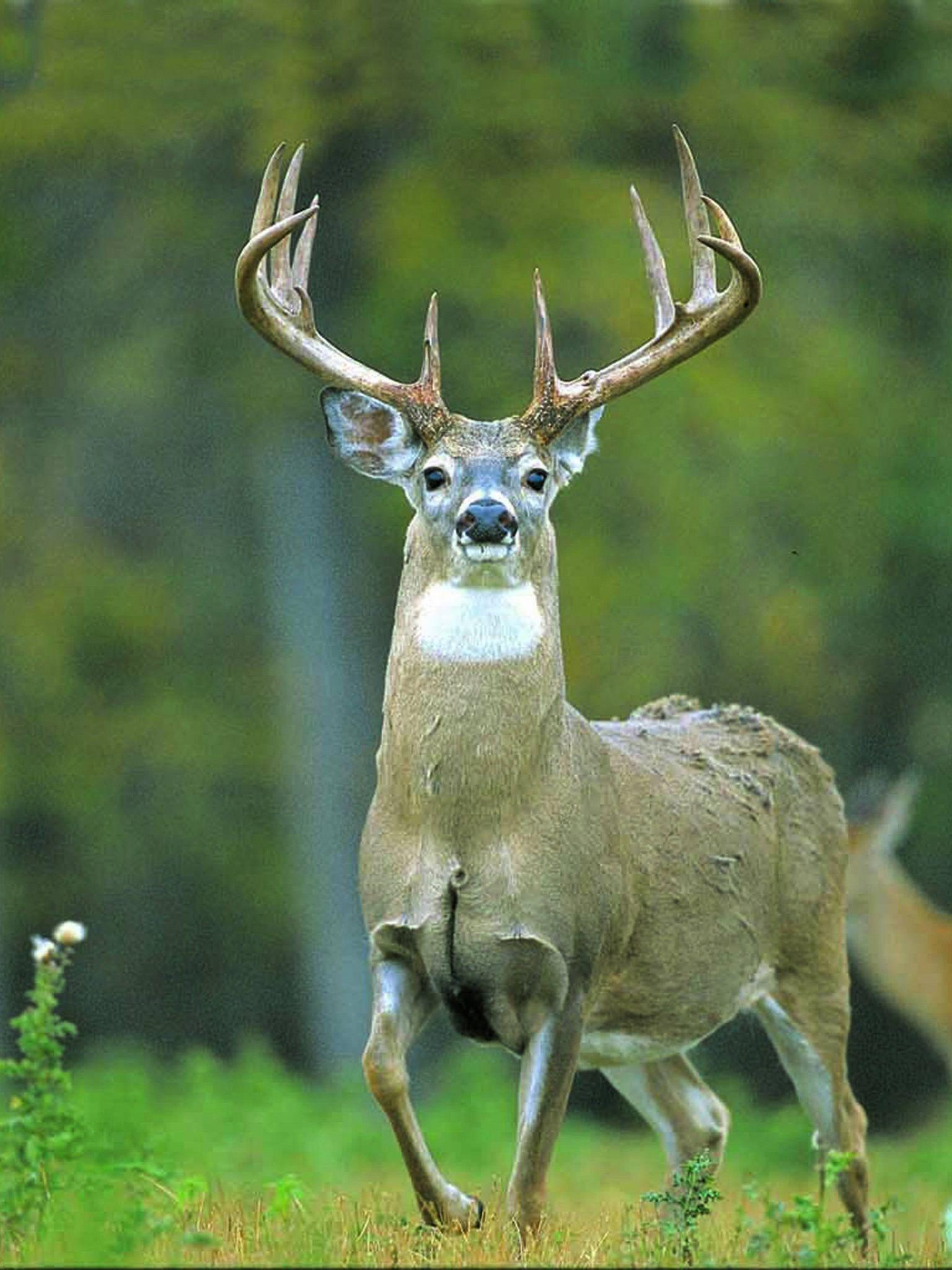 Buck Stands Alone In The Woods Background Pictures Of A Big Buck  Background Image And Wallpaper for Free Download