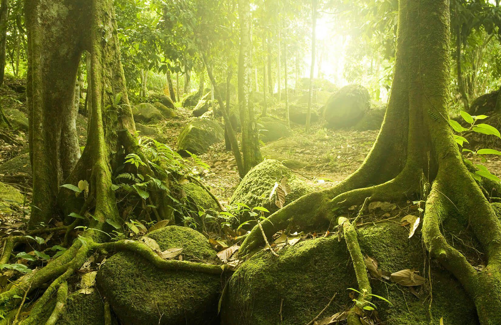1650x1070 Green Jungle Wallpaper Mural