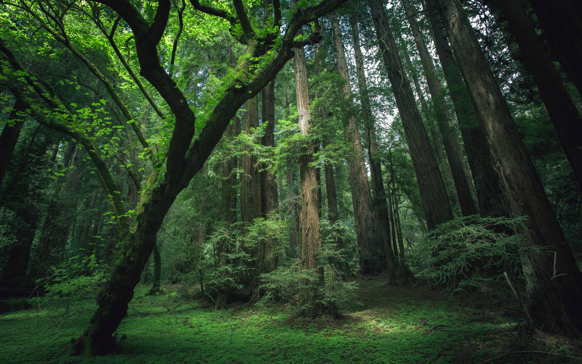 1920x1200 HD Jungle Wallpaper, Beautiful Nature HD Jungle Wallpaper