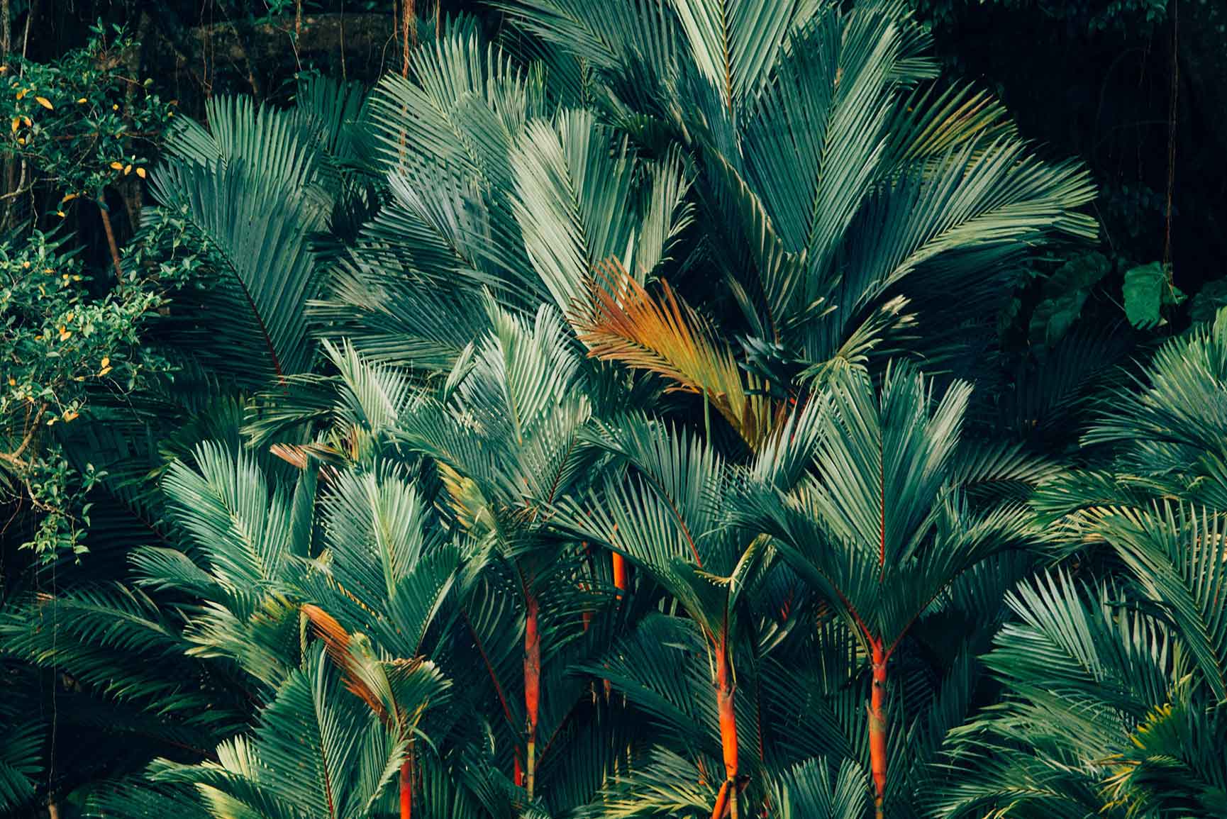 1730x1155 Tropical iPhone Wallpaper Archives