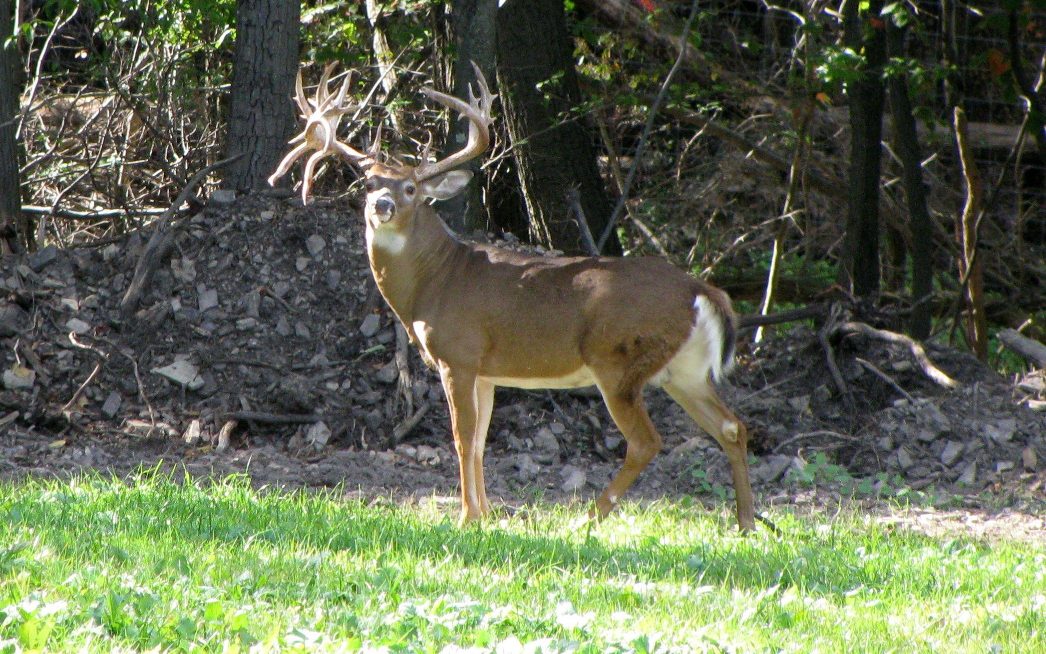 2095x1310 Gallery For > Whitetail Deer Wallpaper