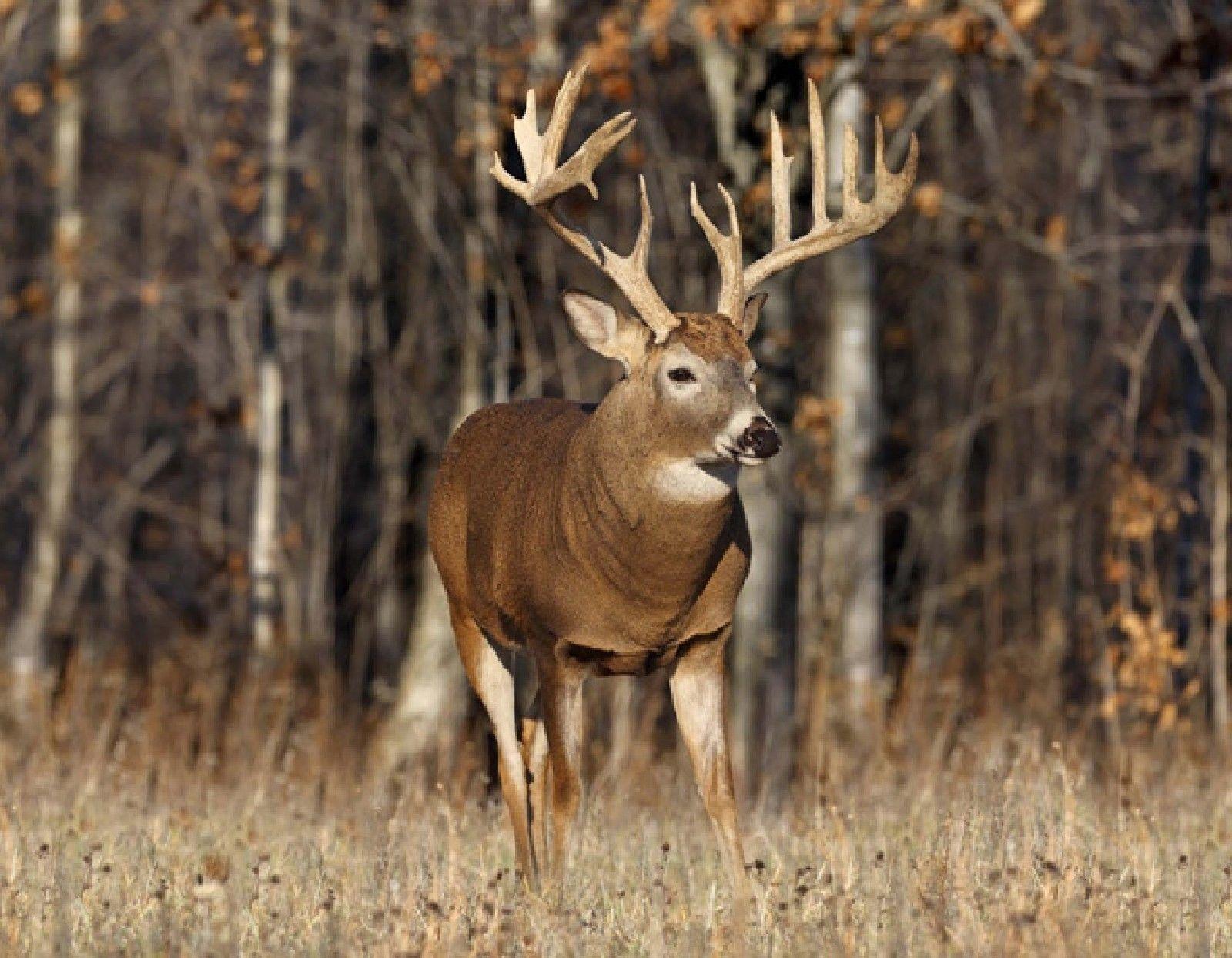 1600x1244 Mouse Pads #ebay #Electronics. Deer wallpaper, Whitetail deer