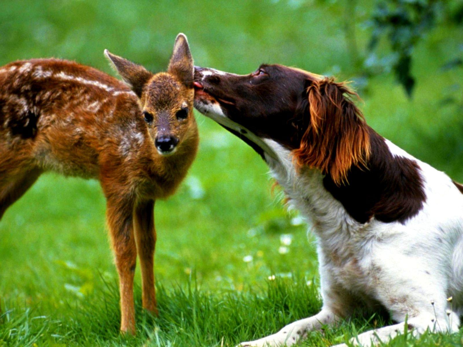 Whitetail Deer Wallpapers - Top Free Whitetail Deer Backgrounds ...