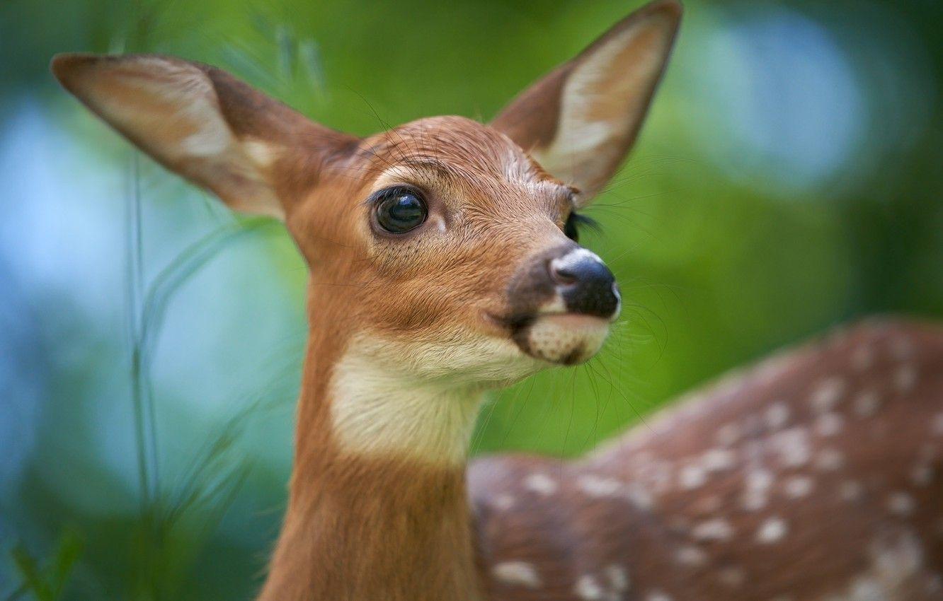 1332x850 Wallpaper Look, Cub, Face, Fawn, White Tailed Deer Image