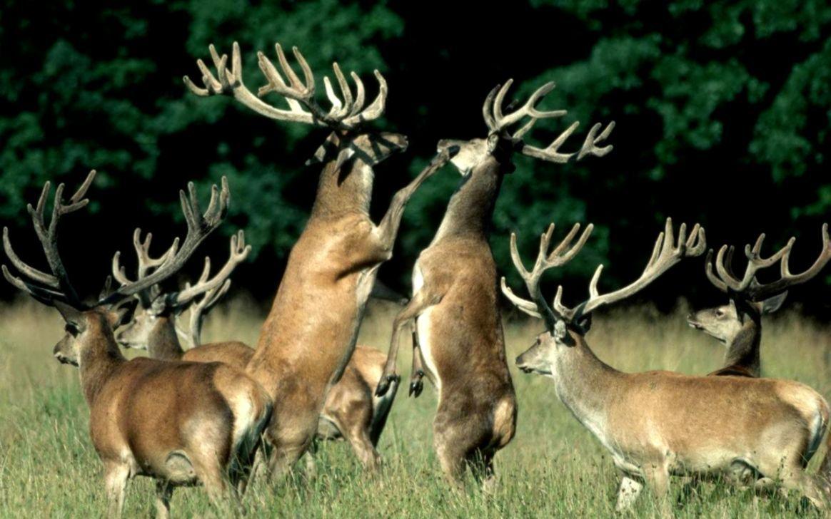1164x728 Whitetail Deer Desktop Background