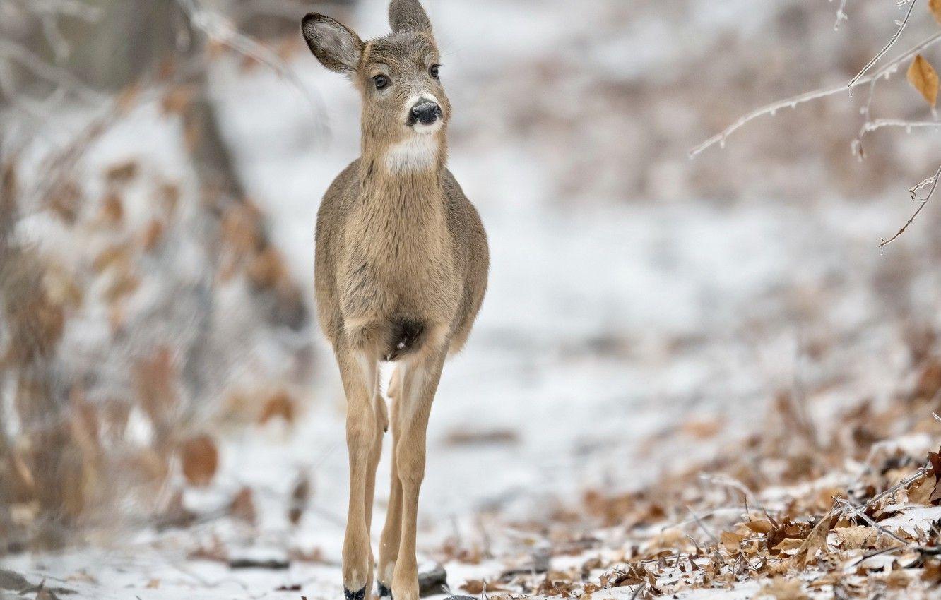 1332x850 Wallpaper Winter, Nature, White Tailed Deer Image For Desktop
