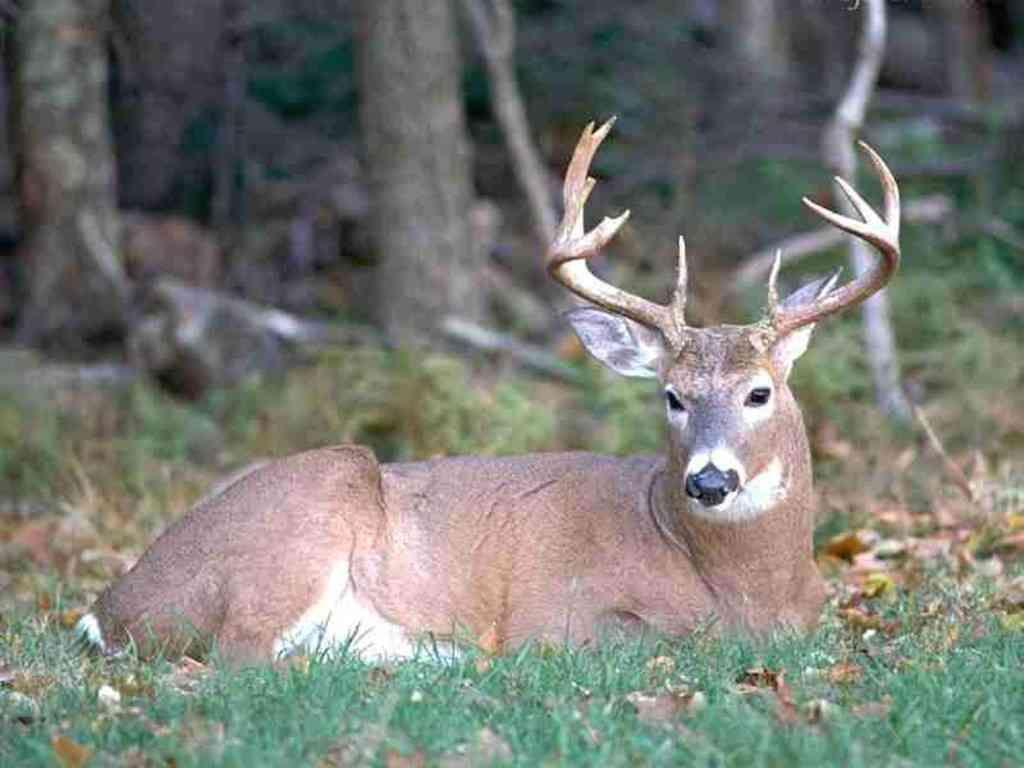 1024x768 Whitetail Deer Wallpaper. Food plots for deer