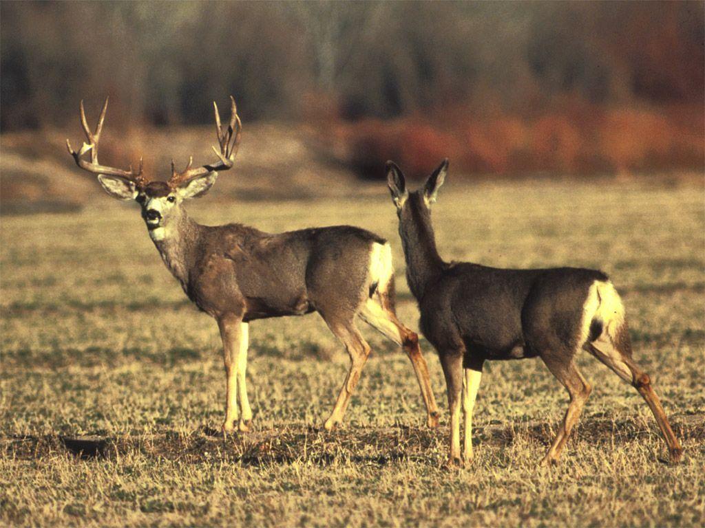 monster mule deer wallpaper