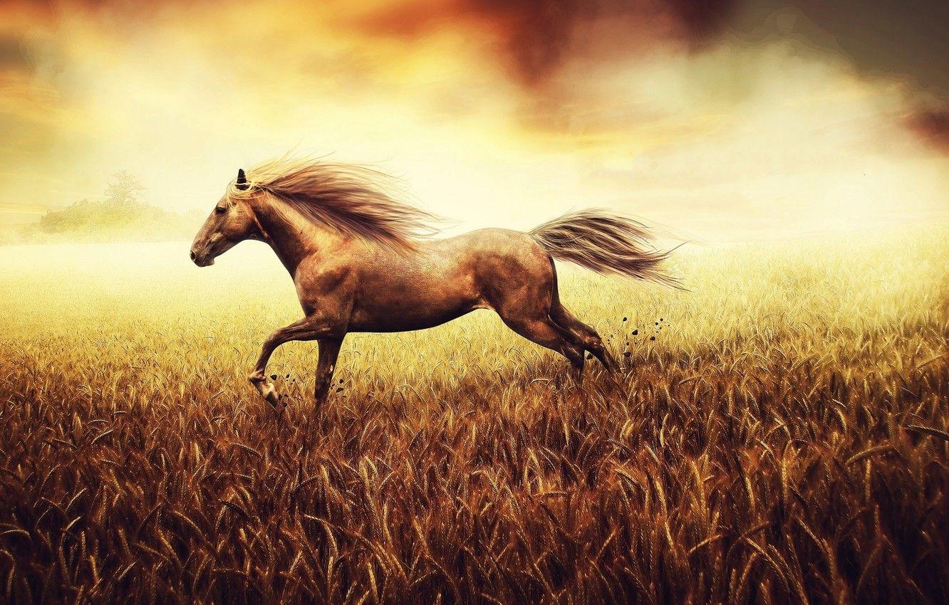 Horse Nature Wallpapers Top Free Horse Nature Backgrounds WallpaperAccess