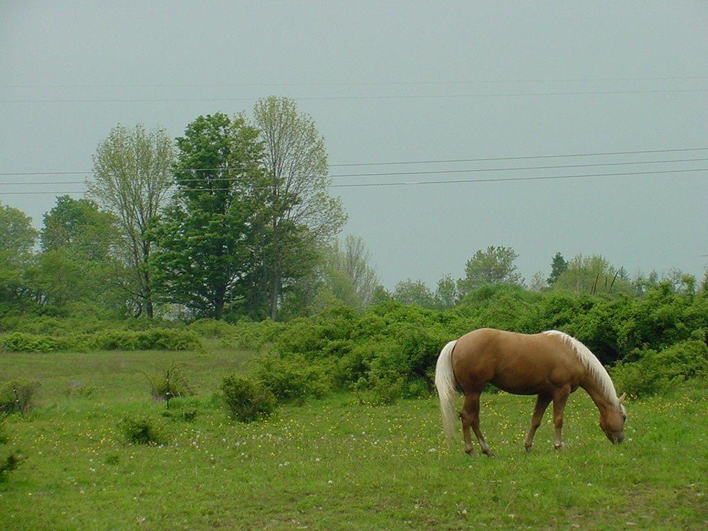 1024x768 Horse Nature wallpaper. Horse Nature