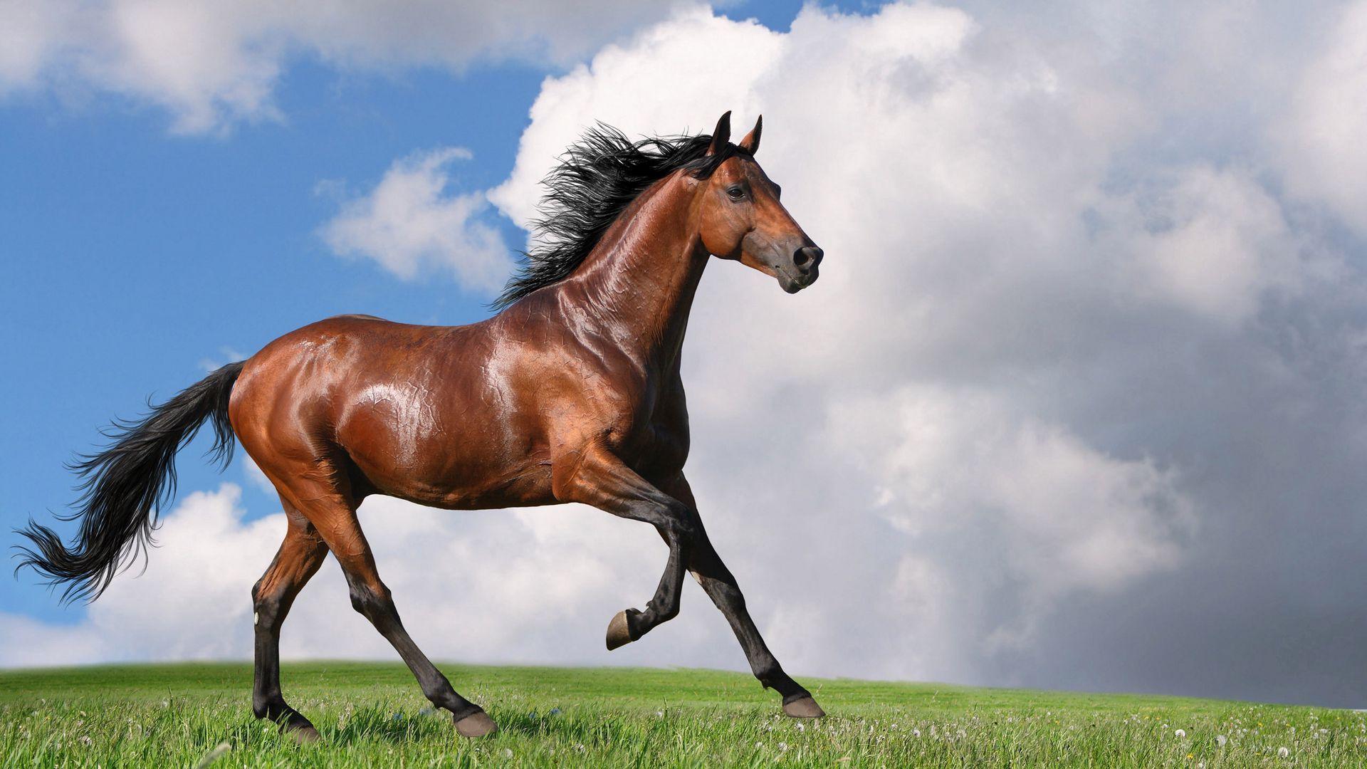 1920x1080 Download wallpaper 1920x1080 horse, grass, jogging, nature full HD
