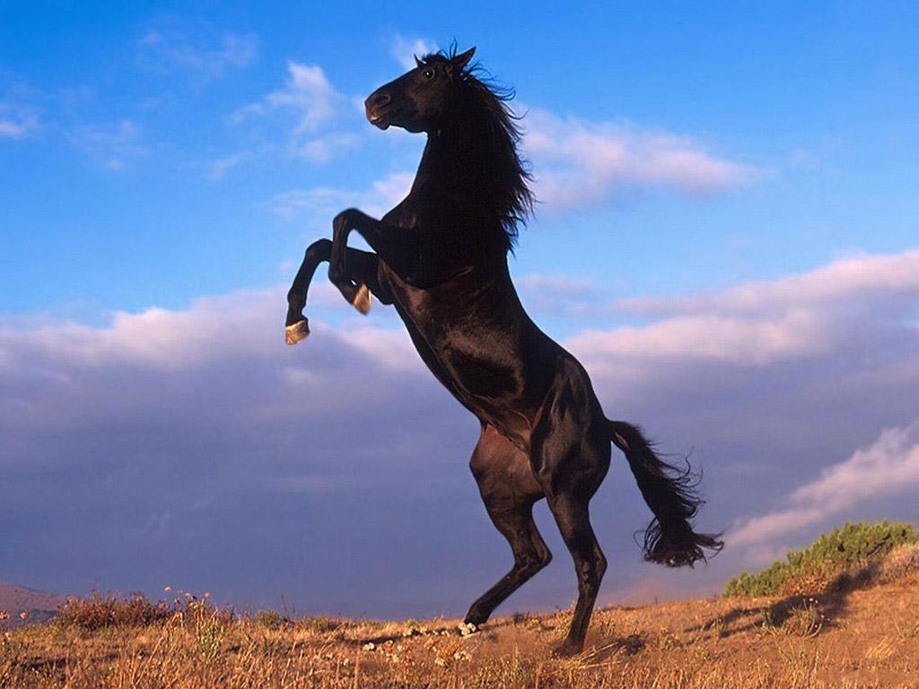 1024x768 Nature wallpaper, horses, Dodgerblue, Rosybrown