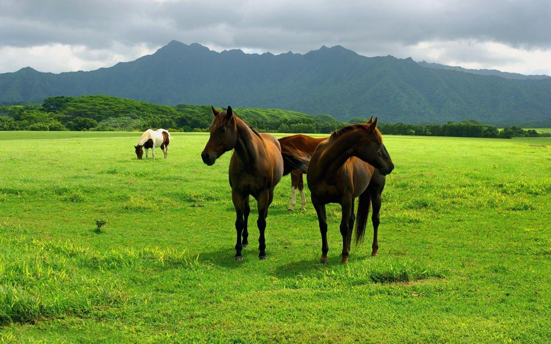 Horse Nature Wallpapers - Top Free Horse Nature Backgrounds ...