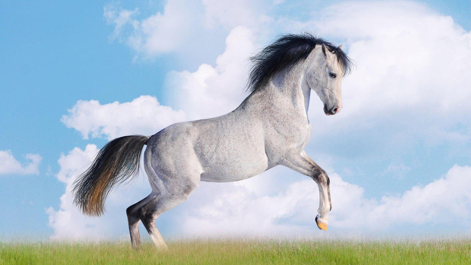 1920x1080 White Horse Desktop Wallpaper HD free download for windows