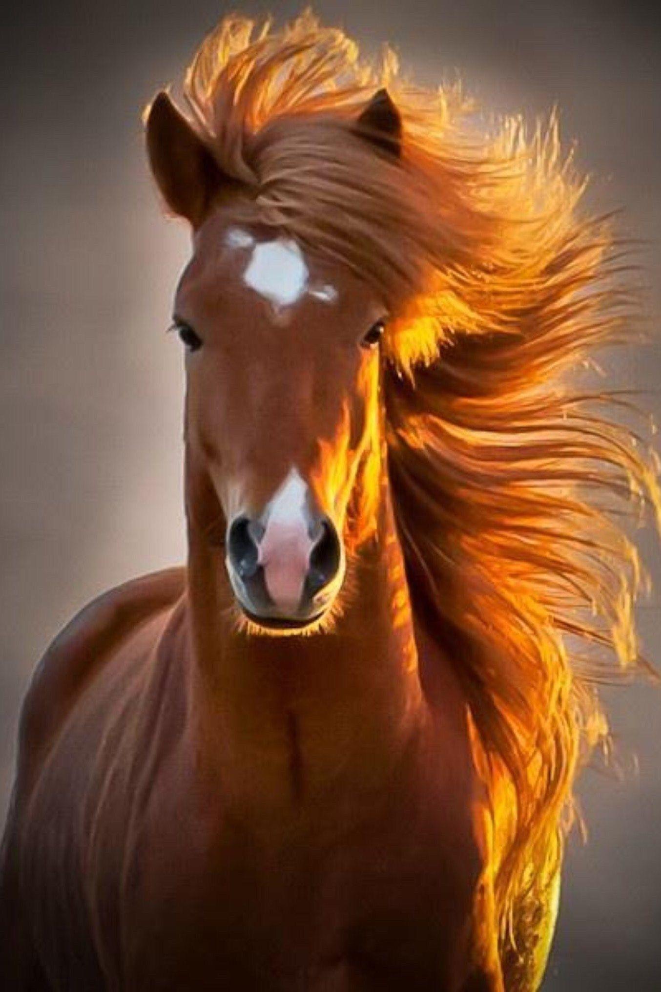 1354x2031 Mobile HD Wallpaper