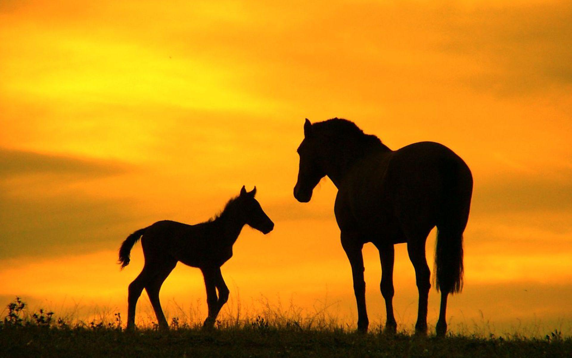 1920x1200 Nature wallpaper, horses, Black, Saddlebrown, Darkorange