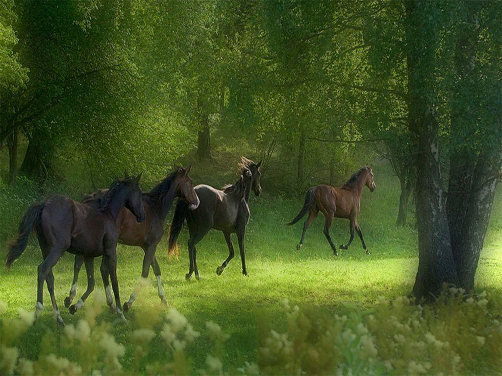 Horse Nature Wallpapers Top Free Horse Nature Backgrounds WallpaperAccess