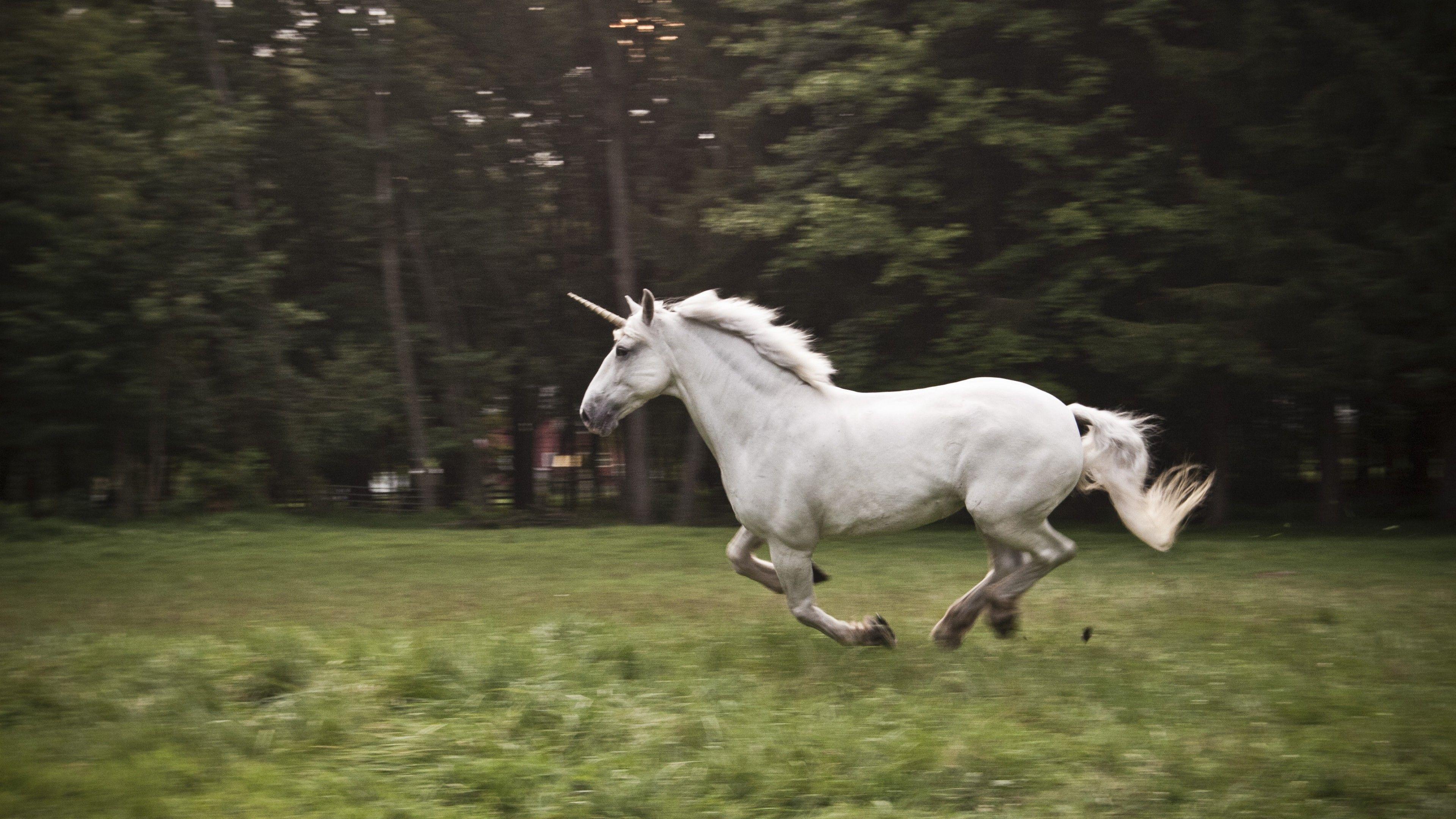 3840x2160 Wallpaper unicorn, horse, nature, white, Animals