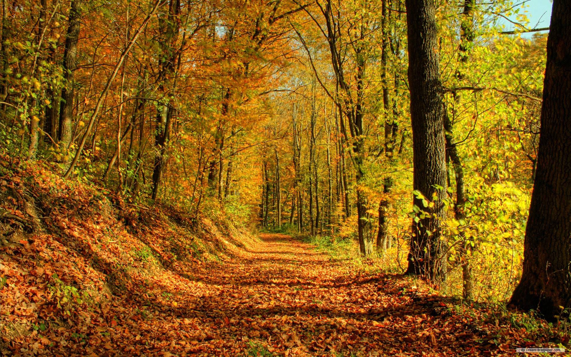 1920x1200 Free HD Wallpaper 1920x1200
