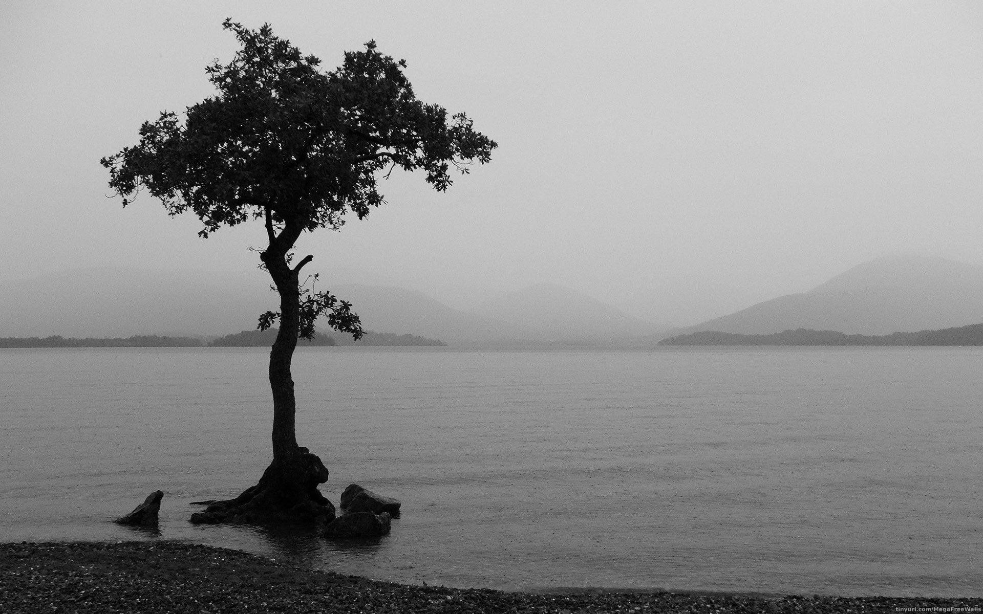 1920x1200 Lonely Tree by the Lake & White HD Wallpaperx1200