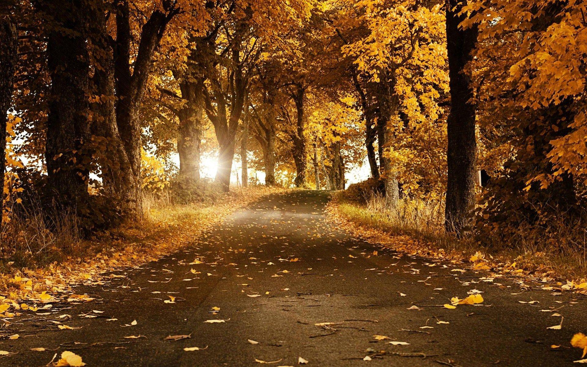 1920x1200 Road Light Nature Wallpaper (1920x1200)