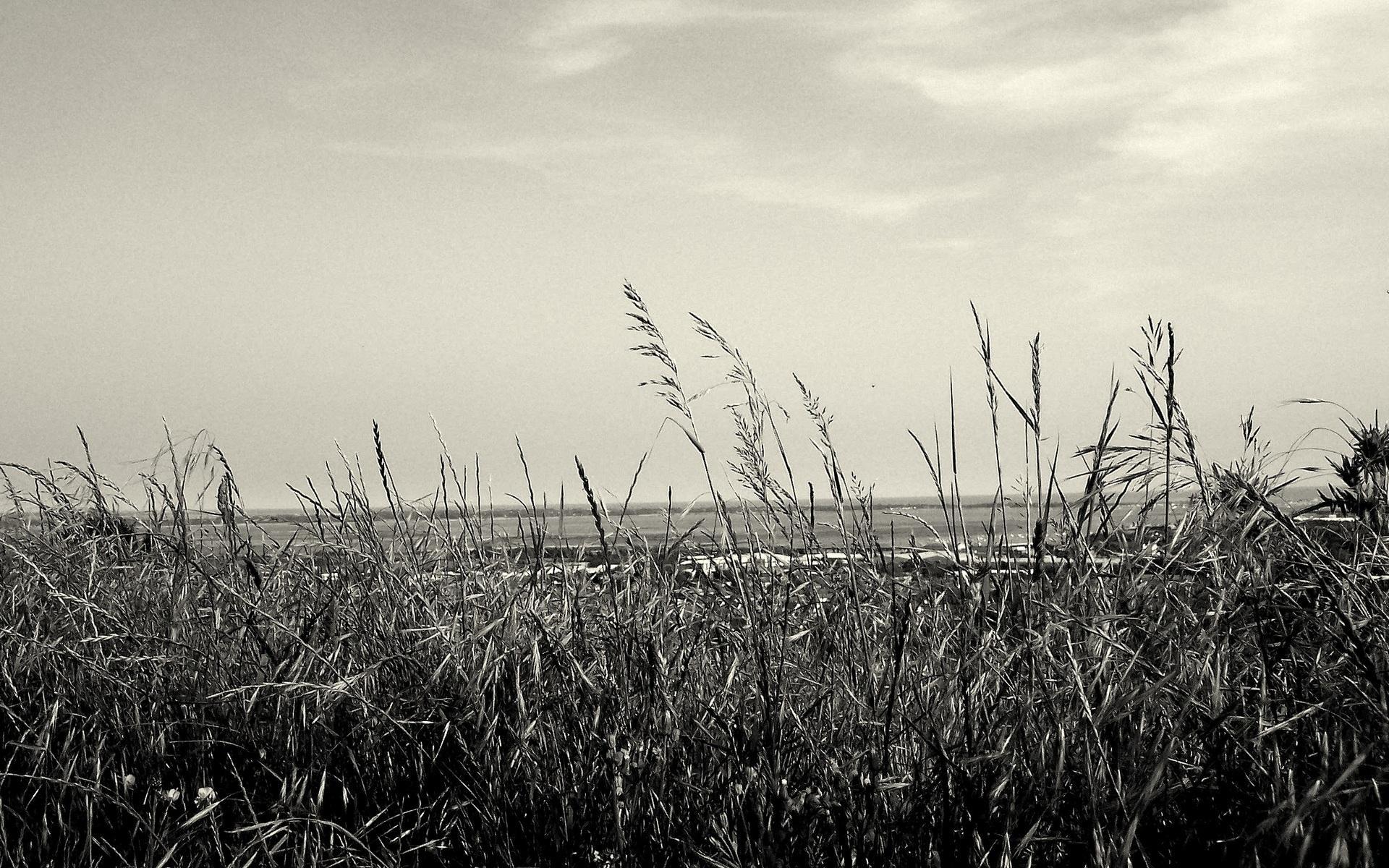 1920x1200 Download Free Black and White Wallpaper 27049 1920x1200 px High