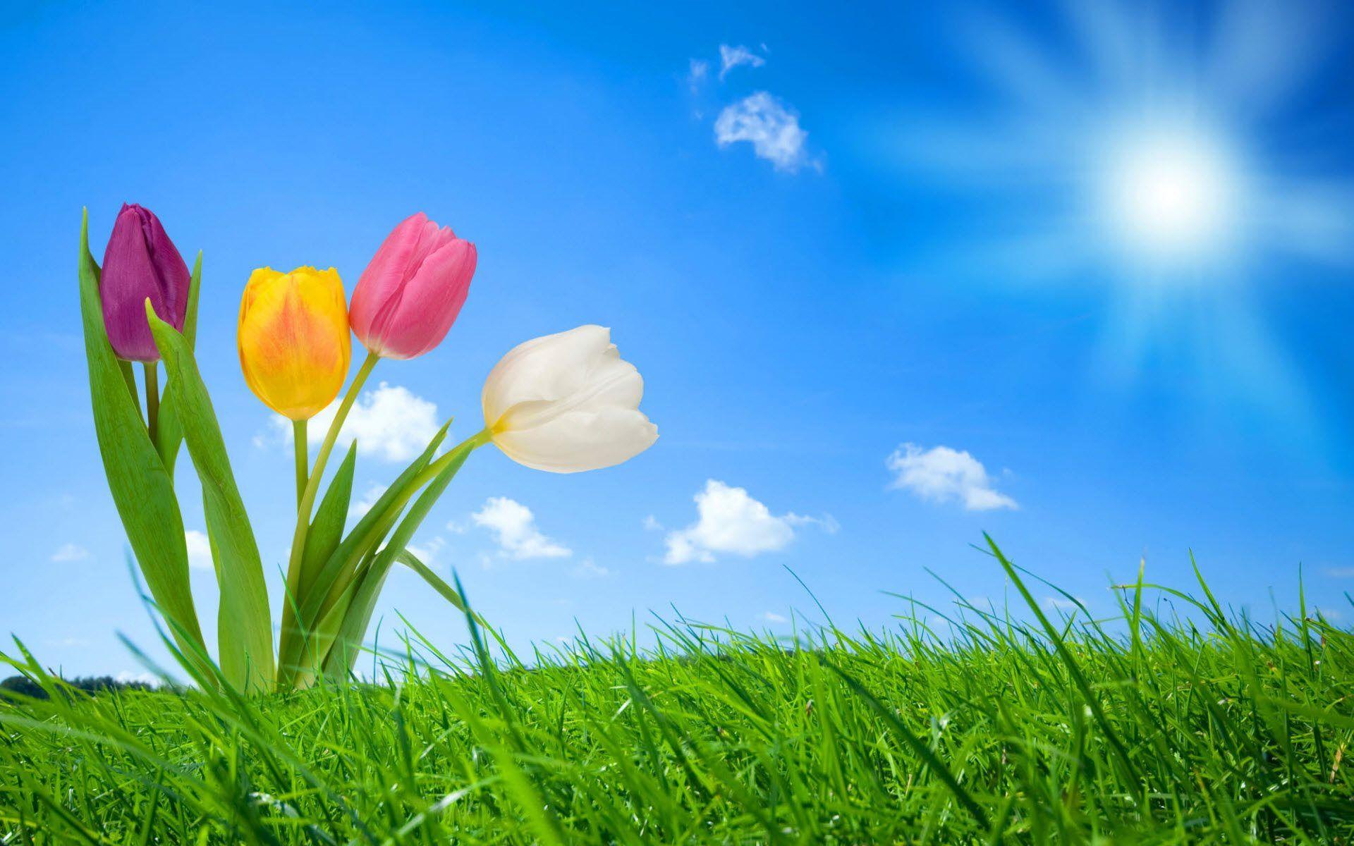 1920x1200 Spring Nature Wallpaper [1920x1200]