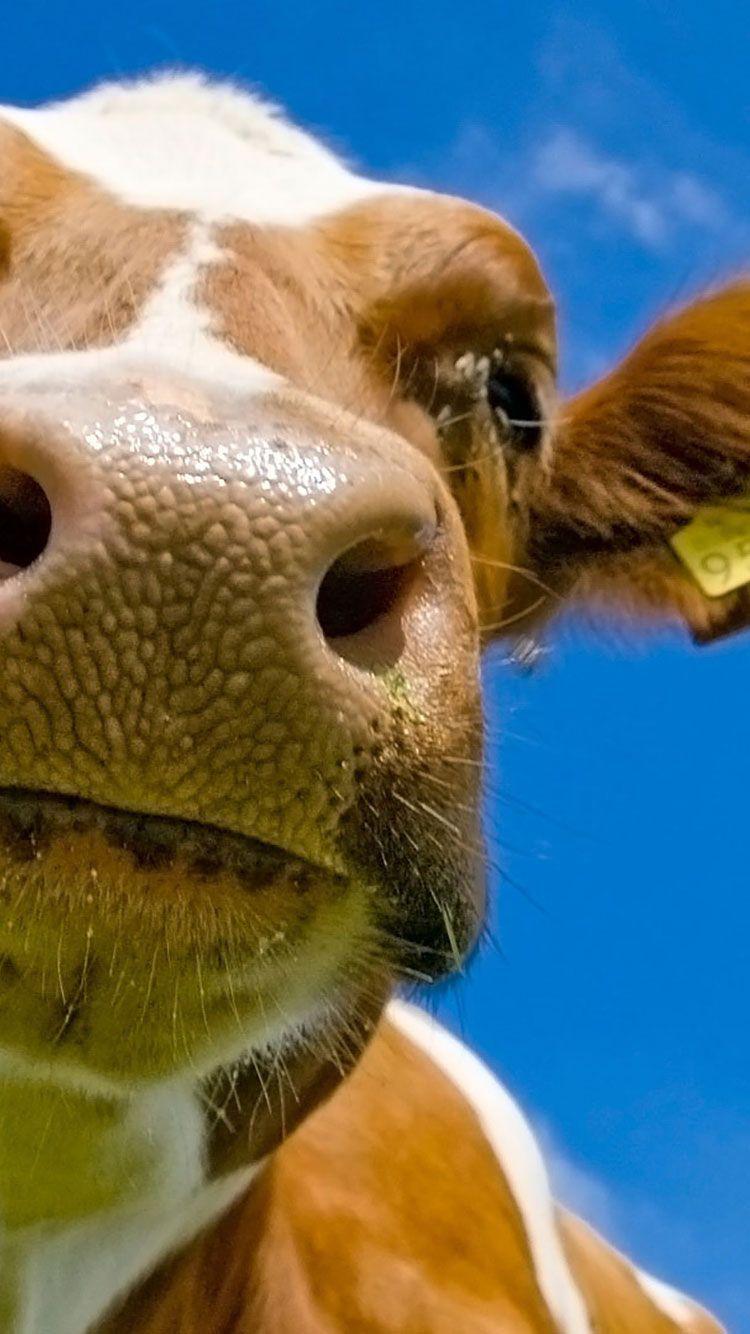 Cute Cow iPhone Wallpapers - Top Free Cute Cow iPhone Backgrounds