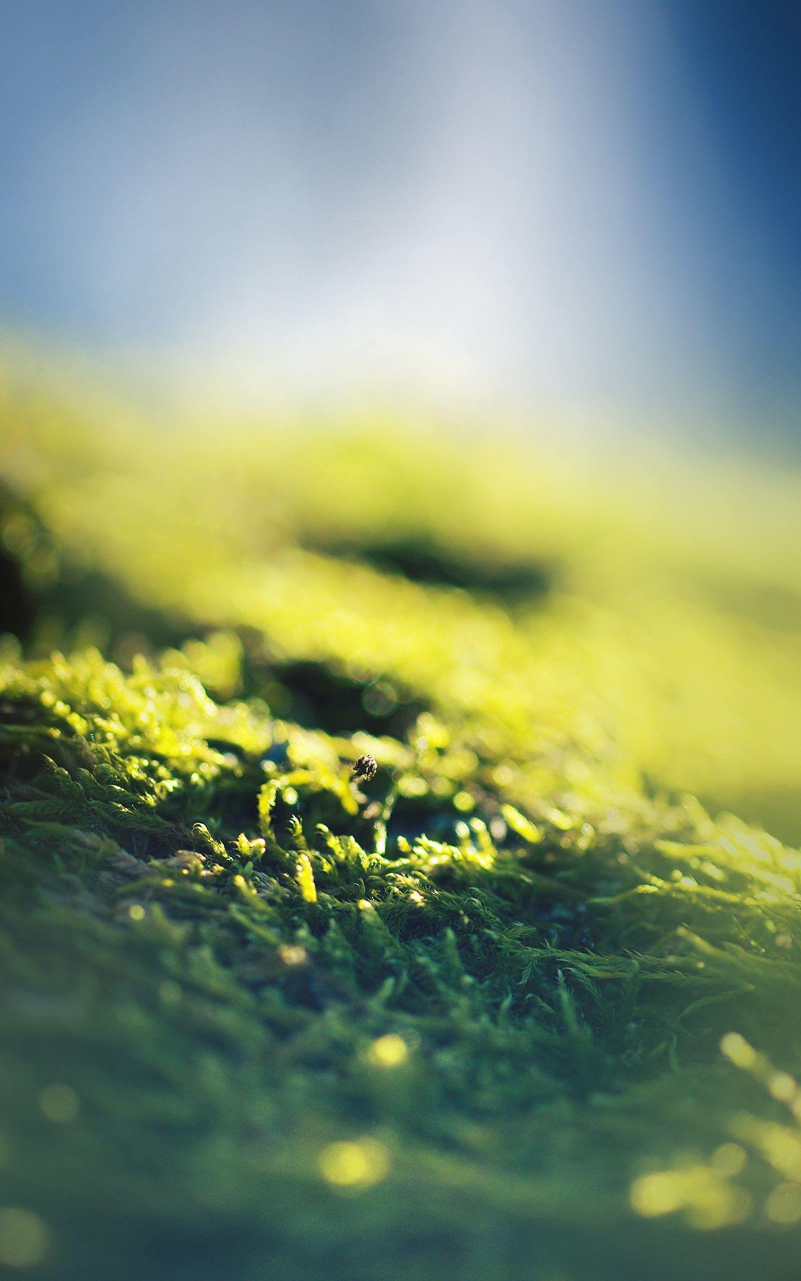 1600x2560 Moss North HD Wallpaper 1600x2560