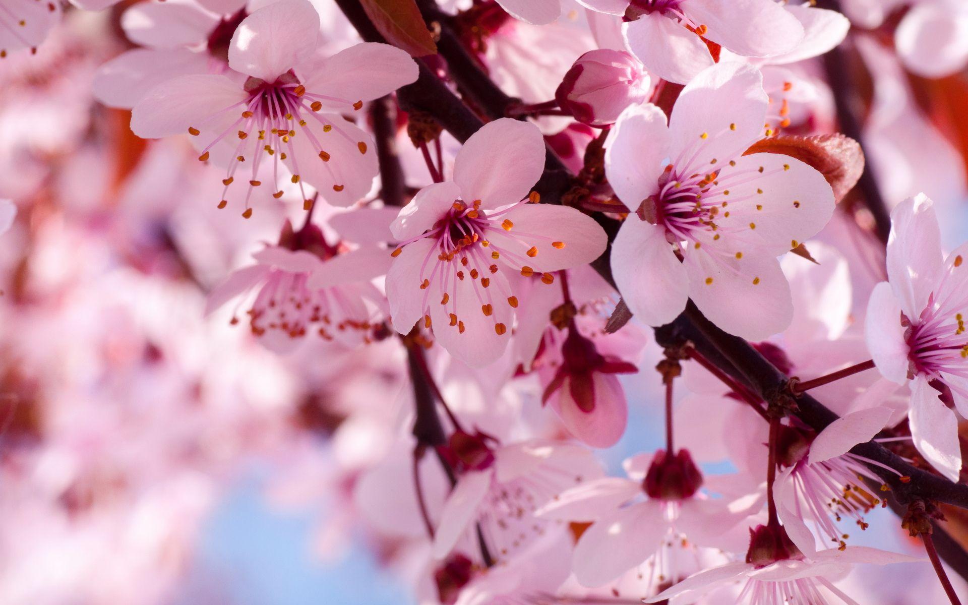 1920x1200 Cherry Flowers Branches Spring wallpaperx1200
