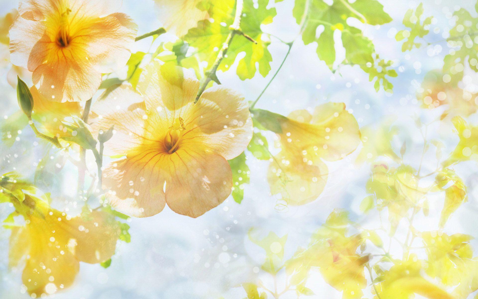1920x1200 Springtime wallpaperx1200