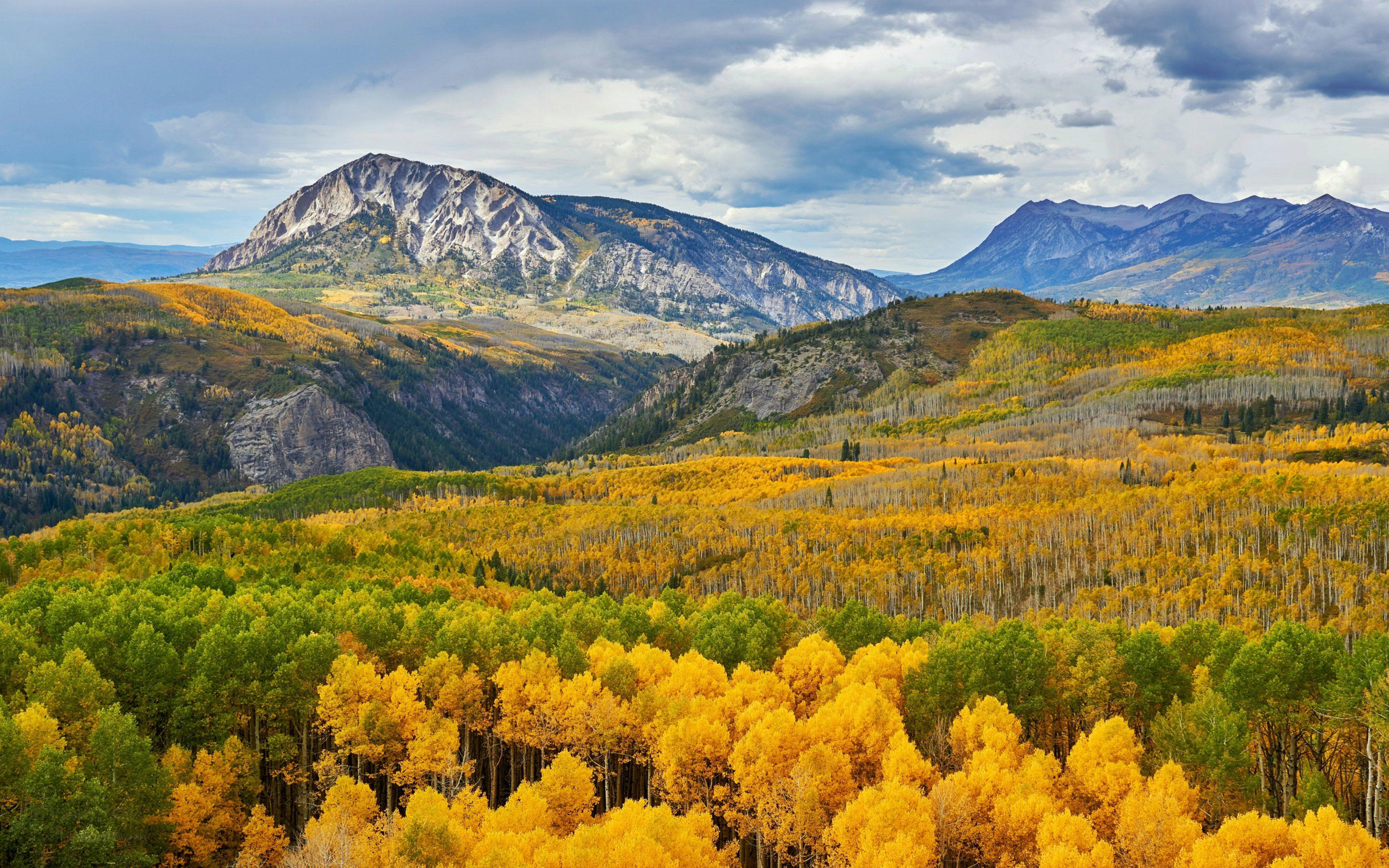 3840x2400 Aspens Trees Forest In Kebler Pass Colorado United States Of