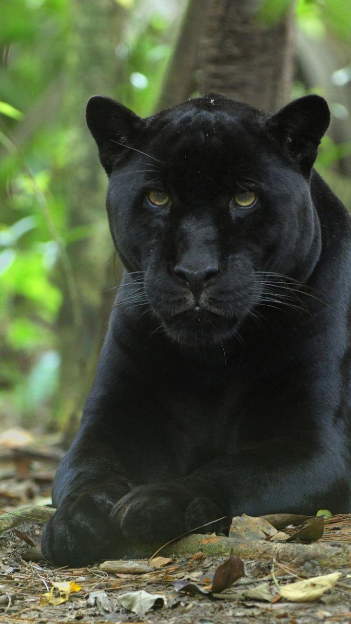 720x1280 Animal Black Panther (720x1280) Wallpaper