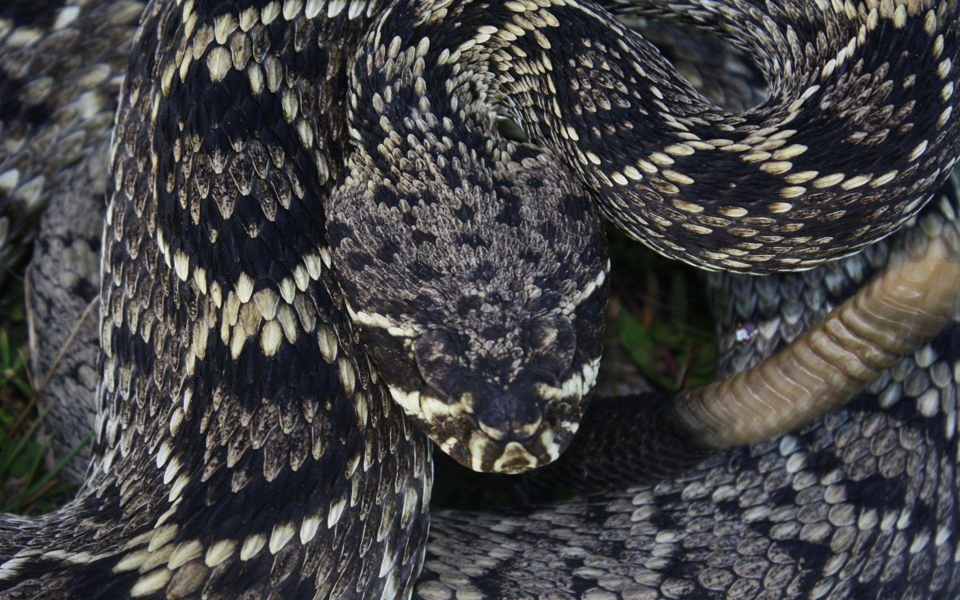 1920x1200 Rattlesnake Wallpaper