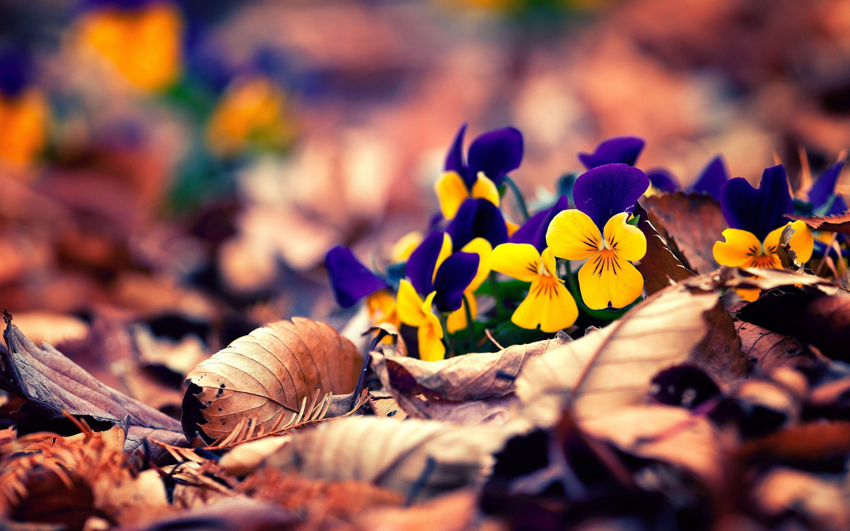 2880x1800 autumn flowers HD Desktop Wallpaperk HD