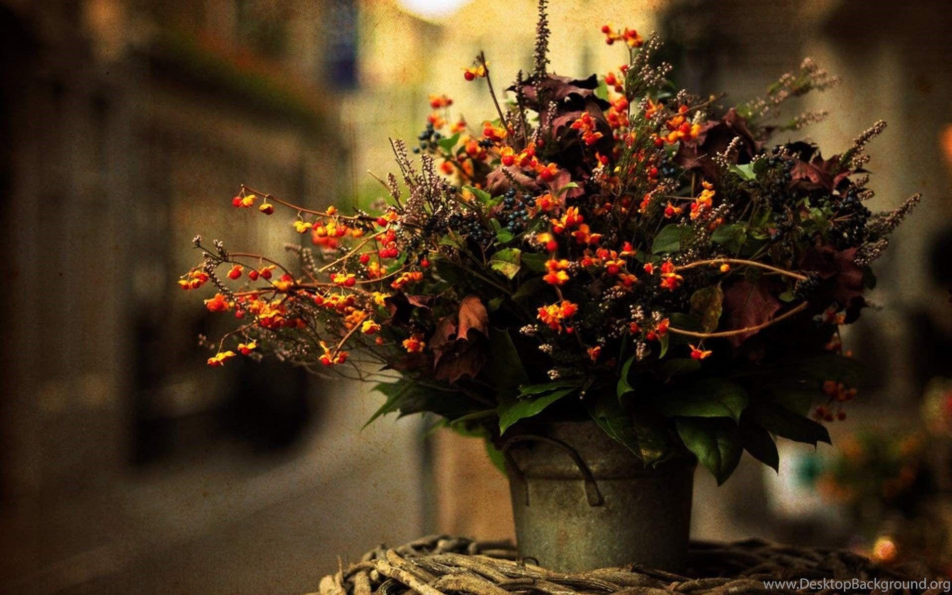 1920x1200 Autumn Flower HD Wallpaper Toptenpack.com Desktop Background
