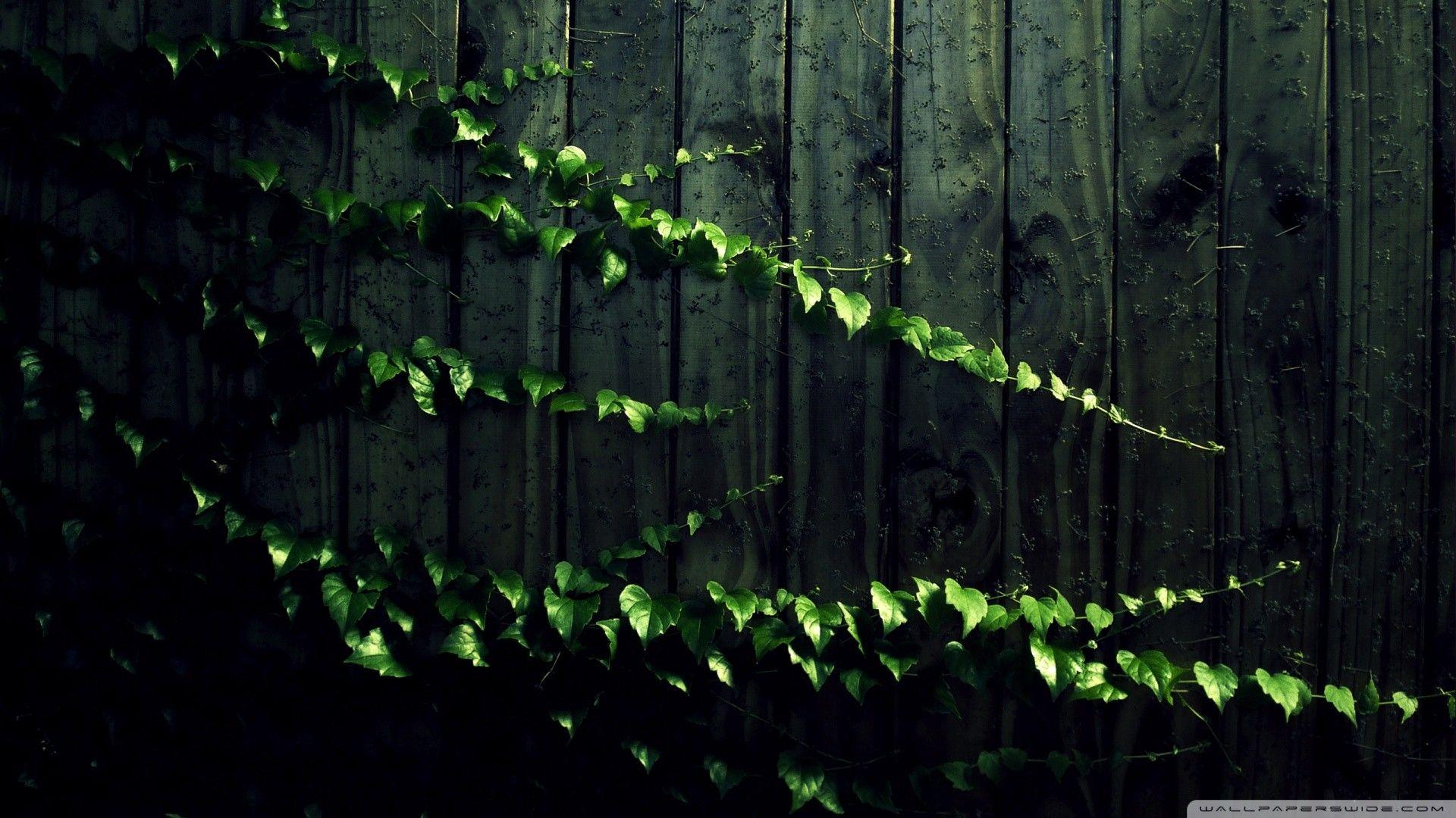 Ivy Wallpapers - Top Free Ivy Backgrounds - WallpaperAccess