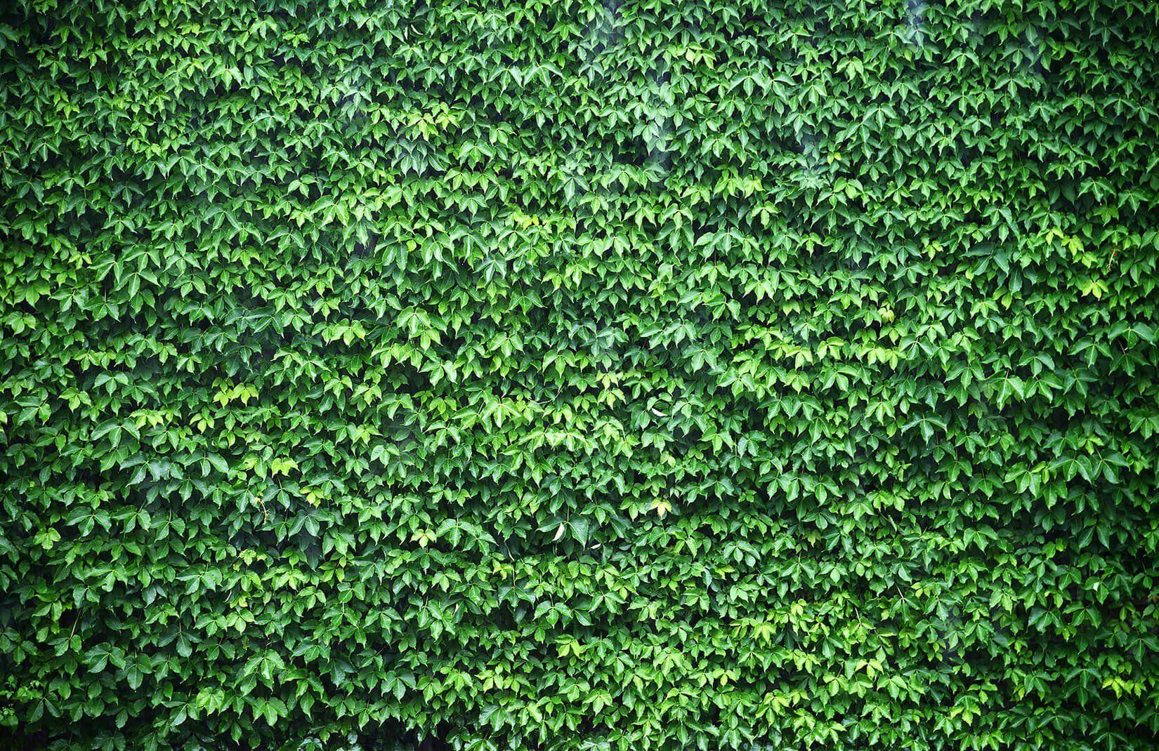 Green Wall Wallpapers - Top Free Green Wall Backgrounds - WallpaperAccess