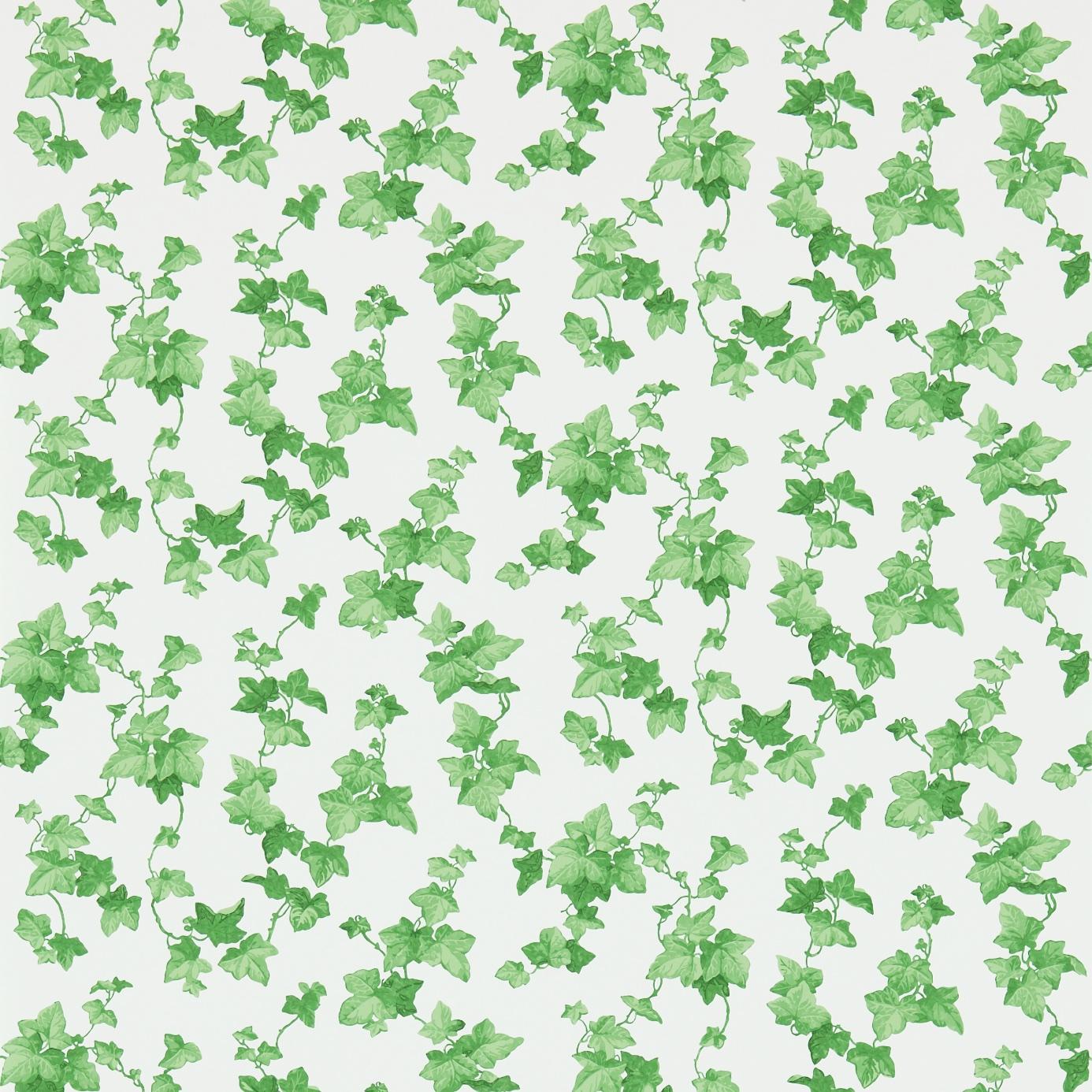 Ivy Wallpapers - Top Free Ivy Backgrounds - WallpaperAccess